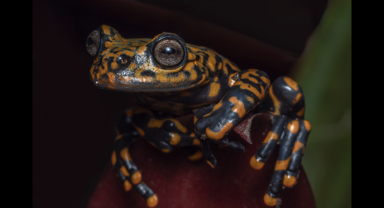 Seth Macfarlane Kermit The Frog Taken Speech Toxic new frog species from Ecuador named after Family Guy’s Seth