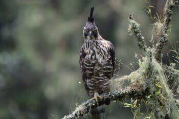 A Javan hawk-eagle on a branch