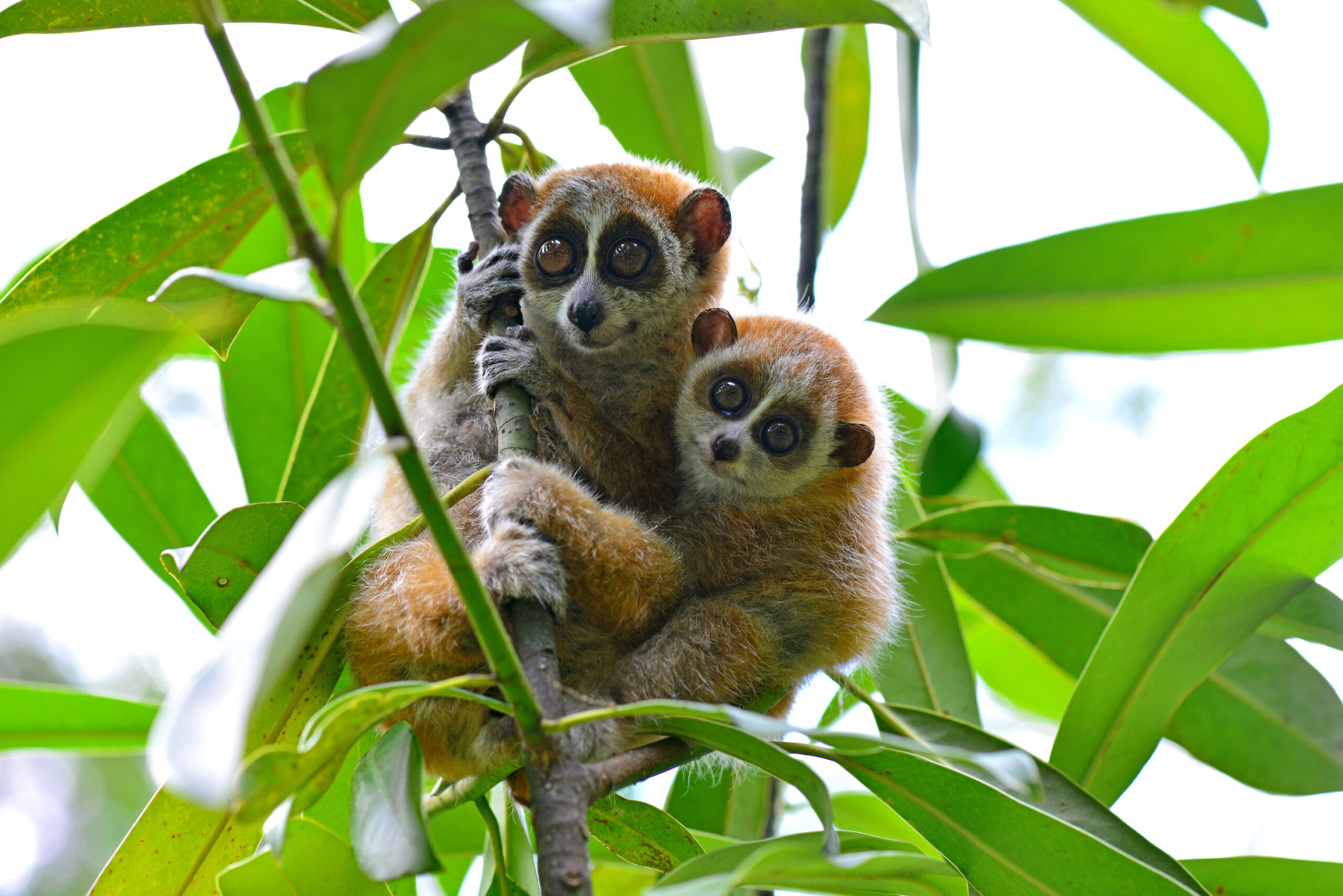 Pygmy lorises