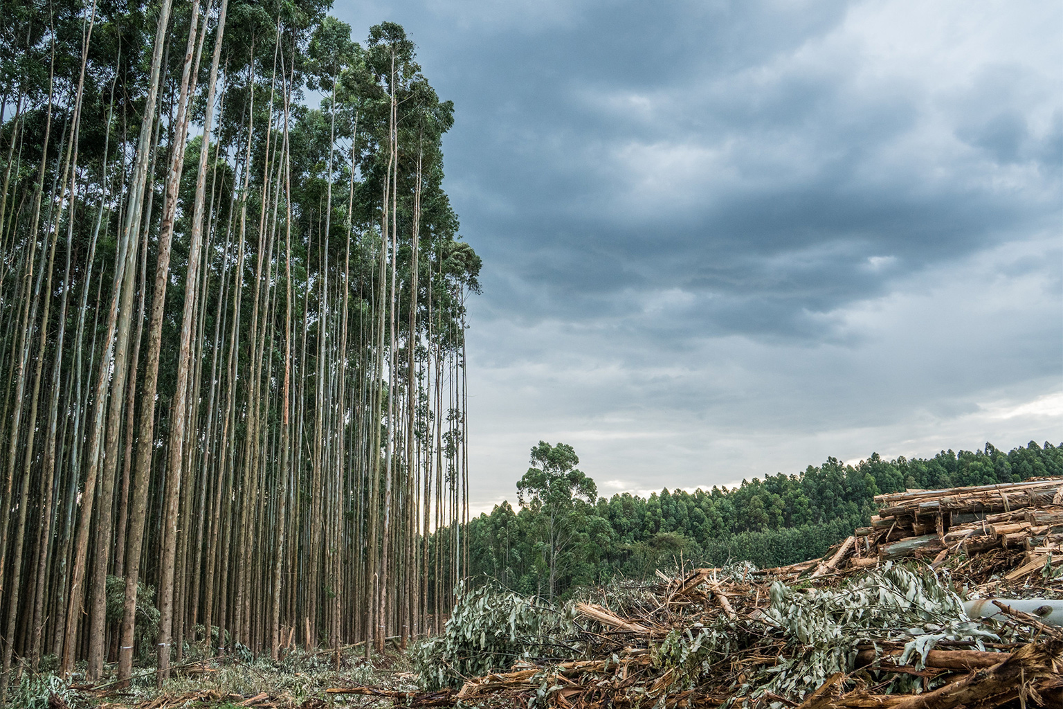 A eucalyptus plantation.