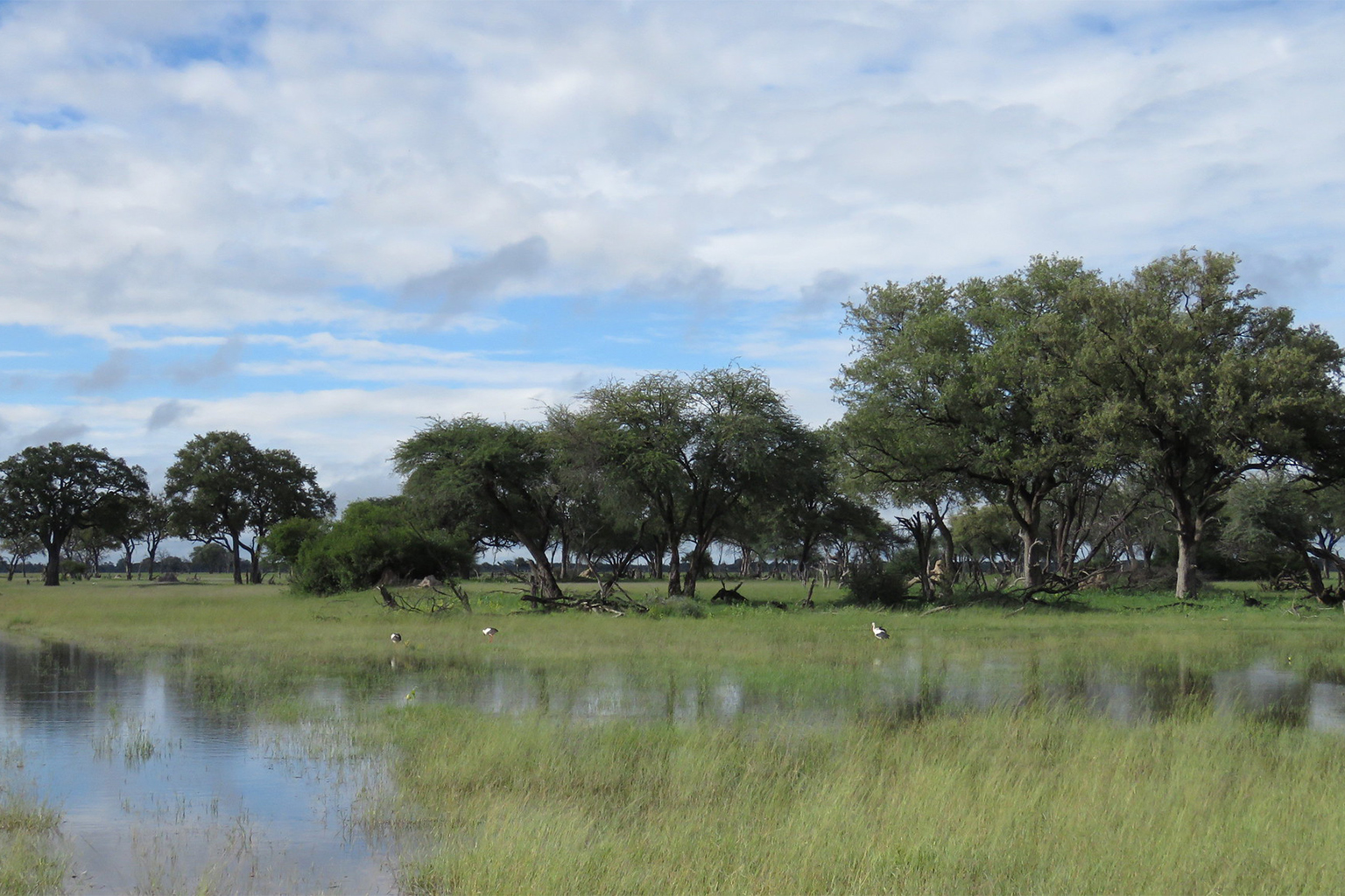 Wetland in Ngamo forest.