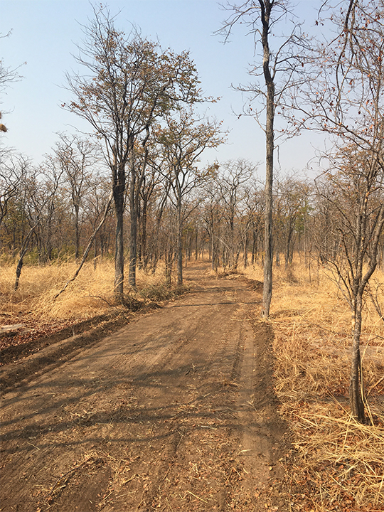 Mopane woodland. 