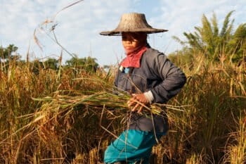 A rice farmer harvesting in rice fields.