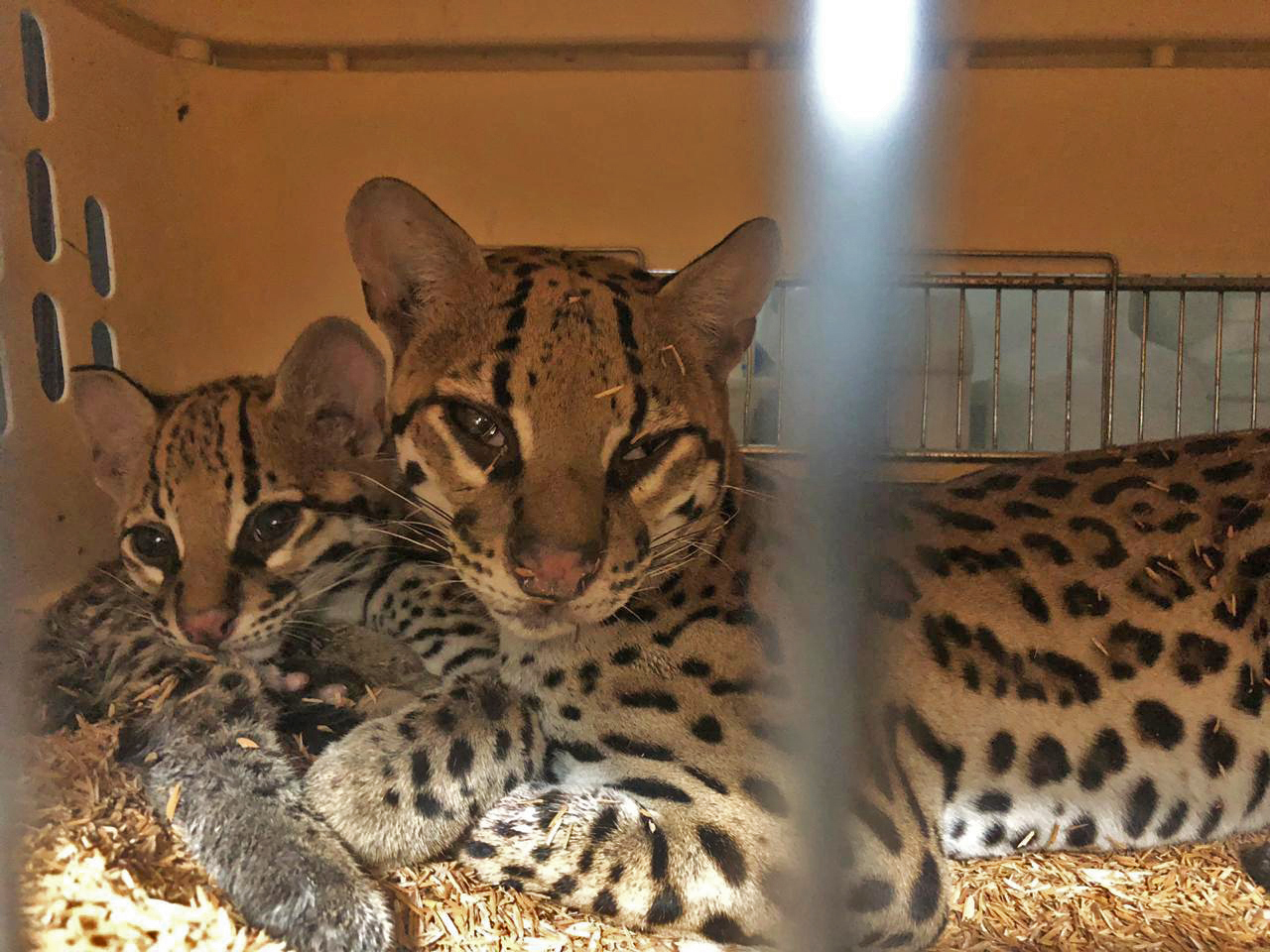 Two rescued ocelots.