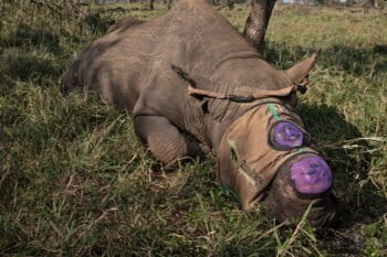 A black rhino recently dehorned.