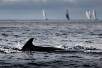 A dolphin swims a little distance away from the race.