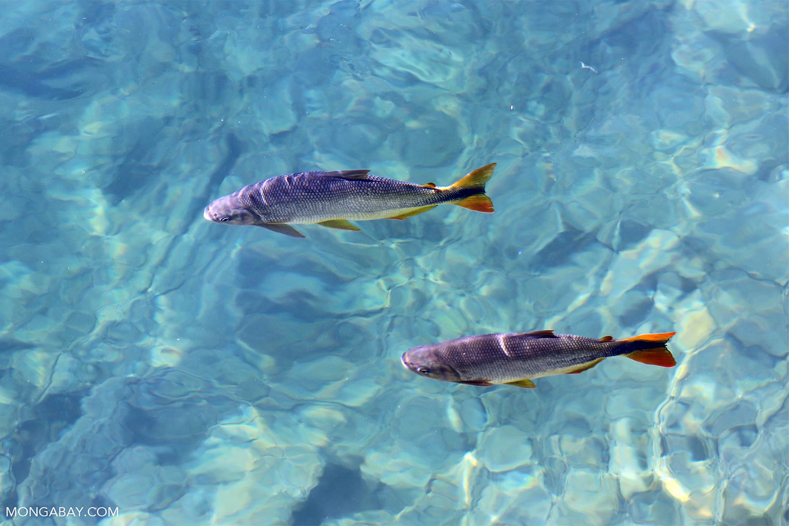 Fish in the Rio Formoso.