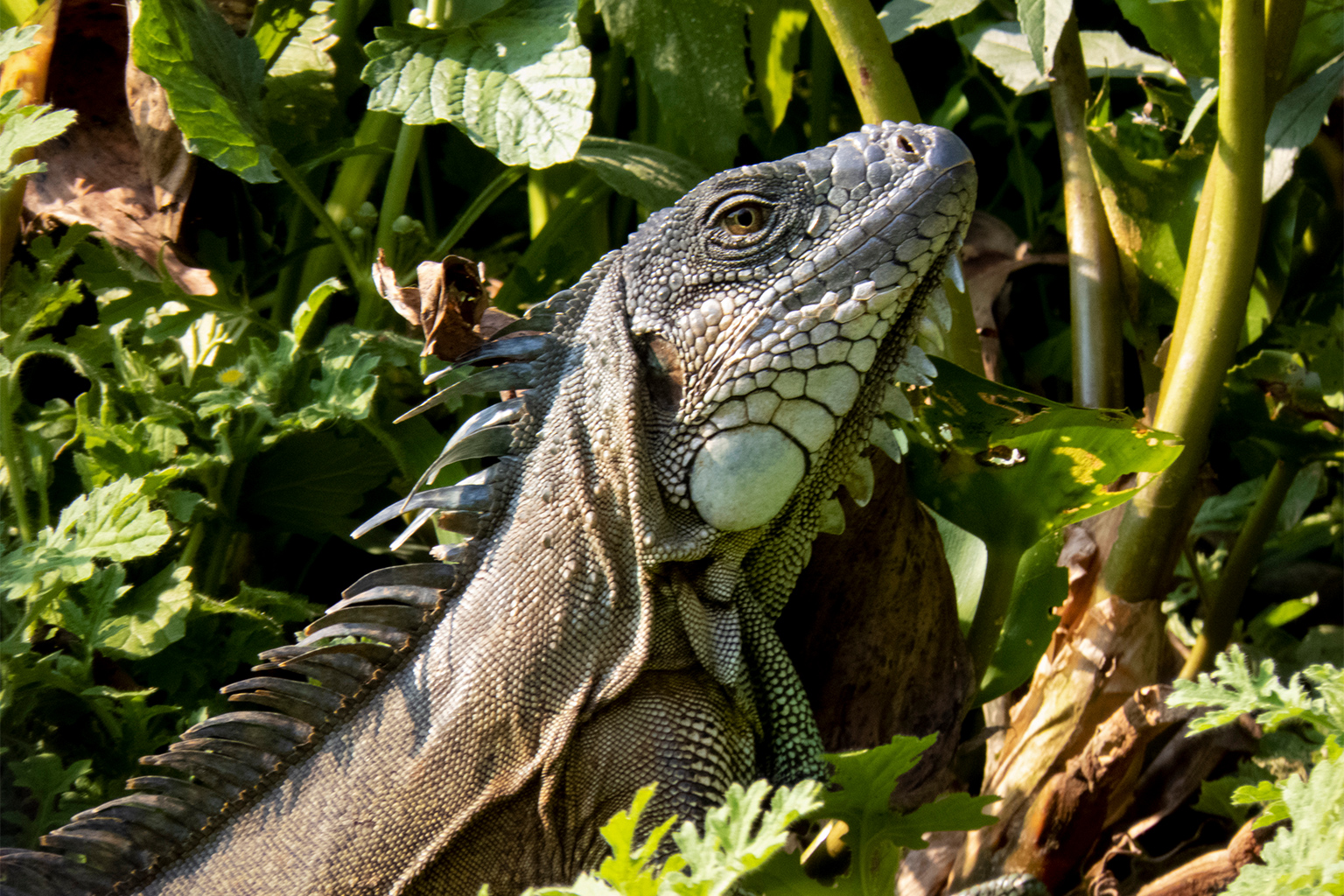 An iguana.