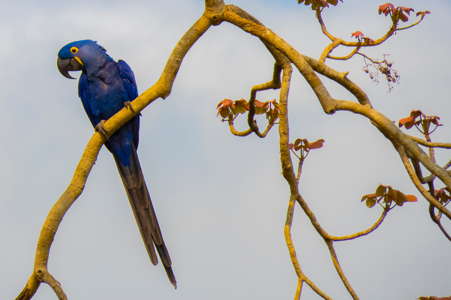 A hyacinth macaw.