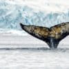 A humpback whale fluke.