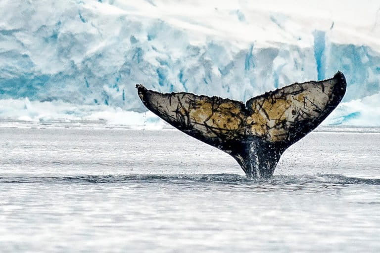 A humpback whale fluke.