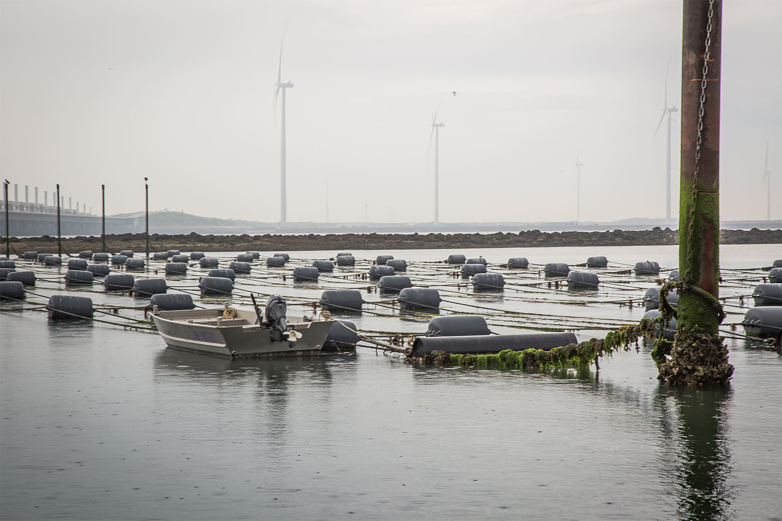 The Seaweed Company’s hatchery.