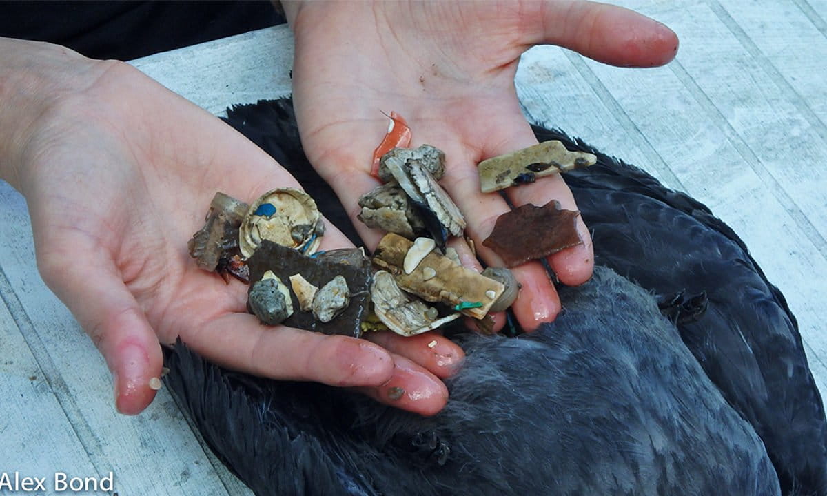 Plastic pieces found inside a dead shearwater.