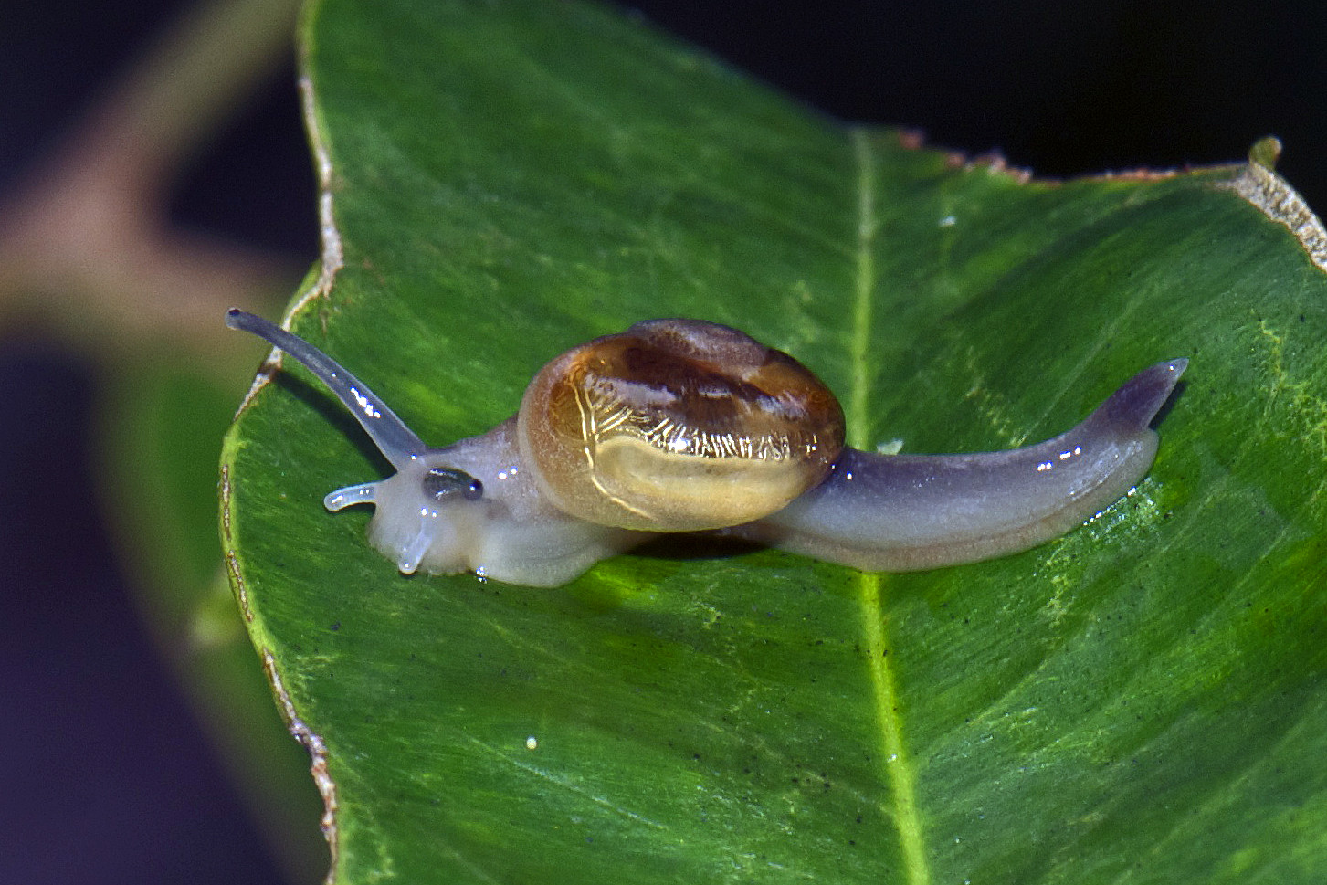 A snail on a leaf.