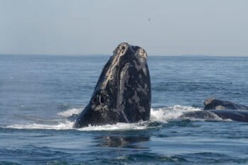 A North Atlantic right whale. Image by Moira Brown and New England Aquarium via Wikimedia Commons.