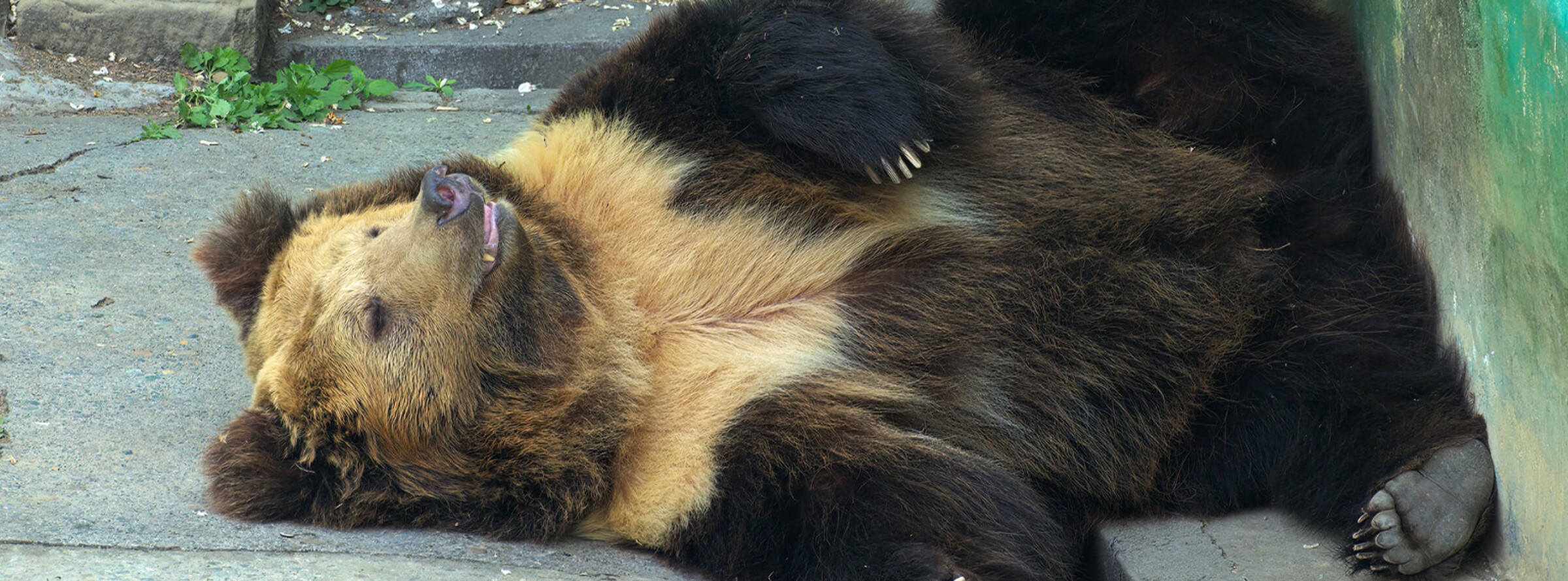 A captive Tibetan brown bear.