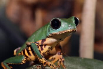 A tiger-legged monkey tree frog.