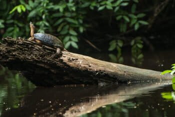 A black river turtle on a log