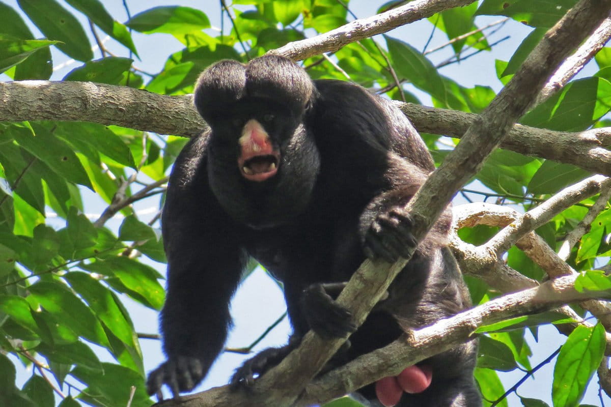 A white-nosed saki.