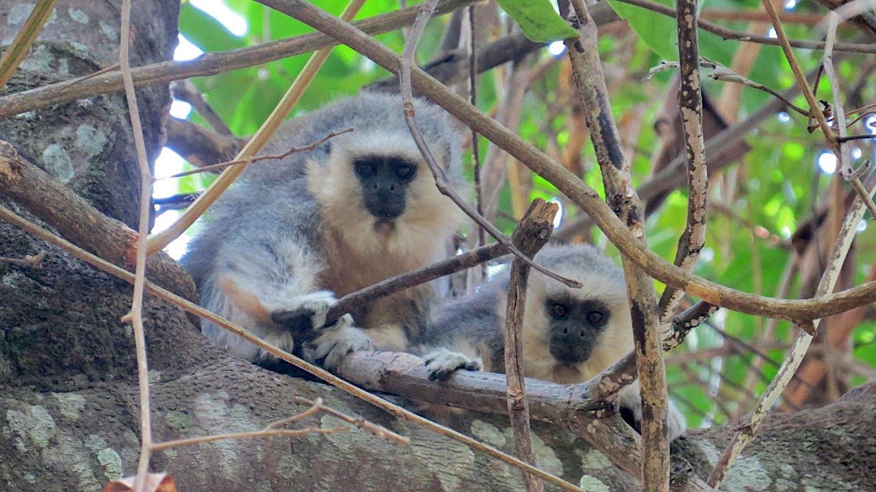 Pesquisadores descrevem nova espécie de sagui em região da Amazônia  mato-grossense