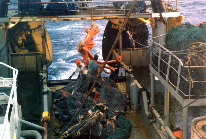 Gorgonian coral brought up by a New Zealand bottom trawler.