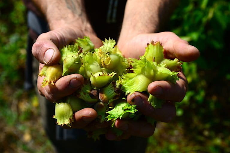 A handful of hazelnuts harvested by Nutwood Farm co-owner Kalyan Uprichard. Photo by Erik Hoffner for Mongabay.