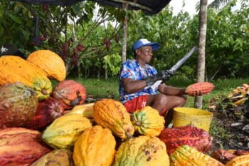 A farmer extracts cacao beans from the pods in Colombia.