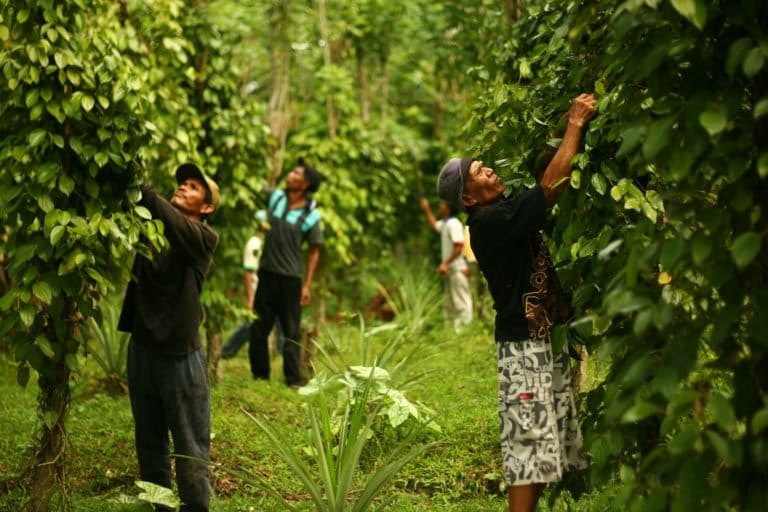 Farmers tending a pepper garden.