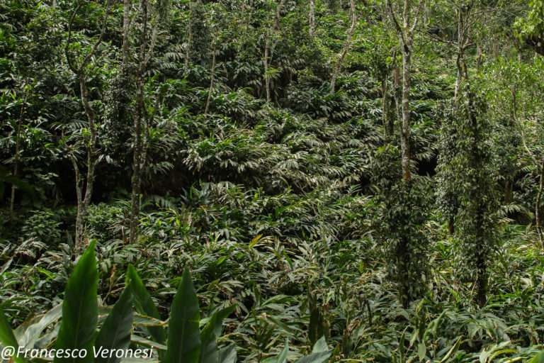 A cardamom plantation.