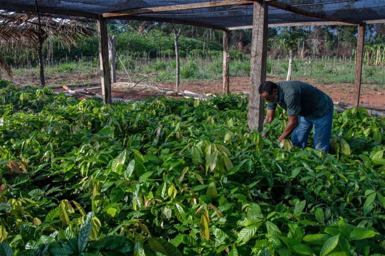 Nurseries in the APA Triunfo do Xingu.