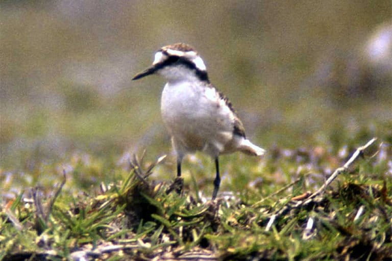 The St. Helena plover or wirebird.