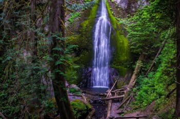 Old growth forest in Washington State. Image by Udo S via Flickr.