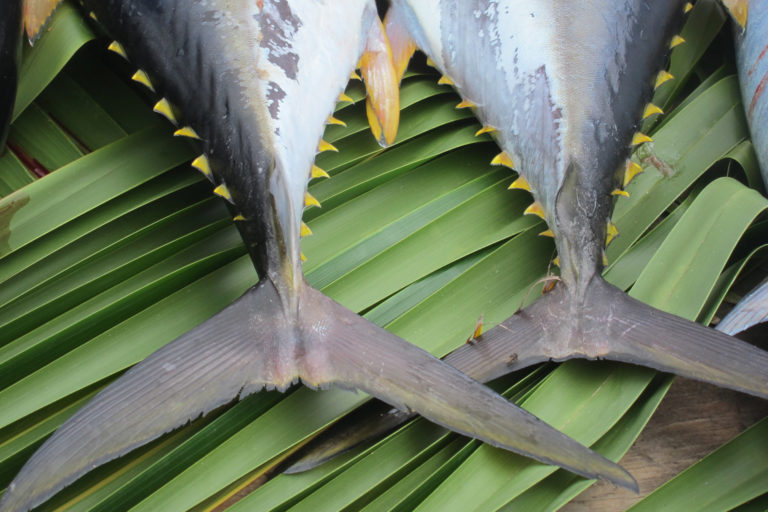 Yellow-fin tuna.