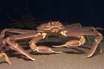 A snow crab.