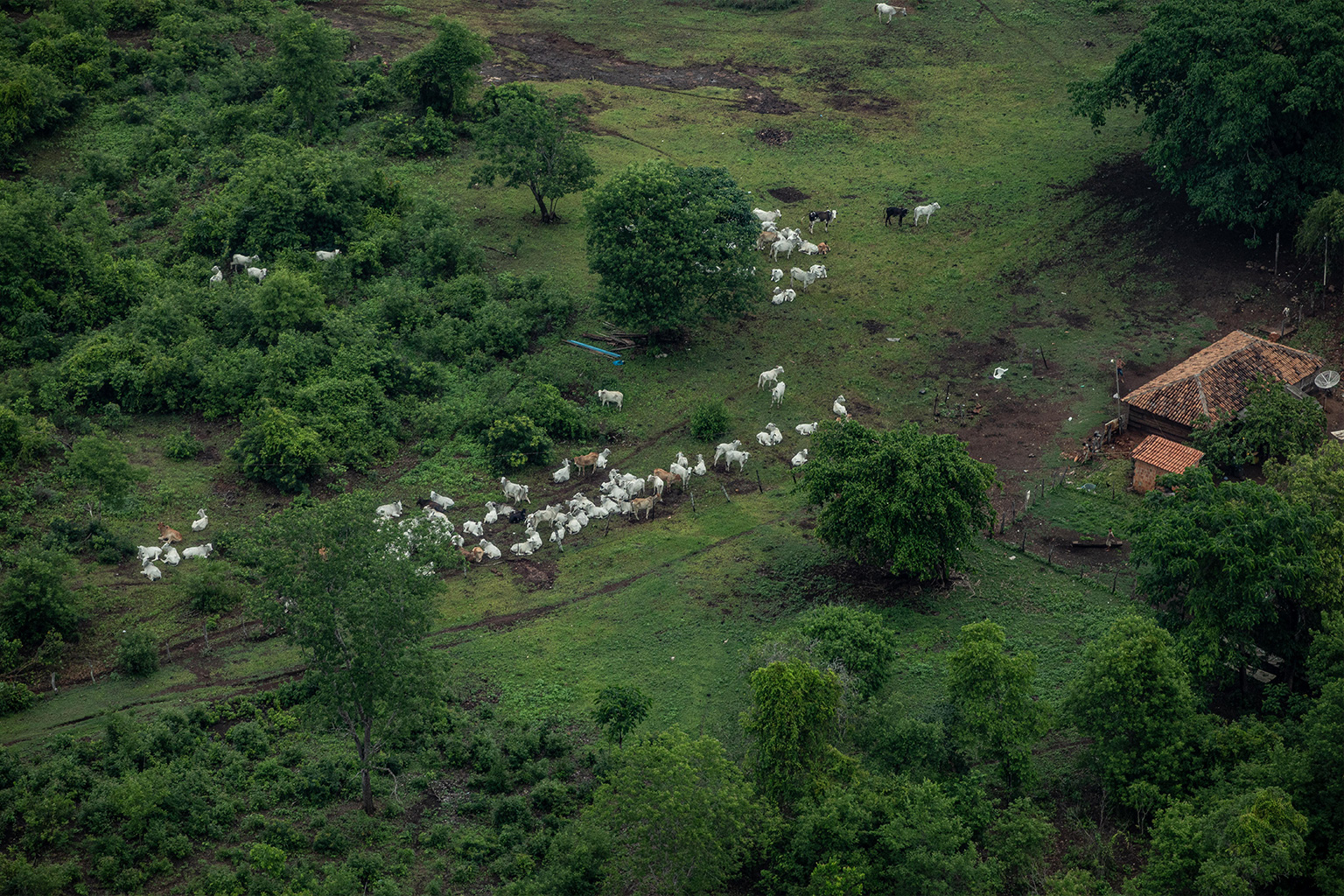 Cattle ranching in the Amazon forest.