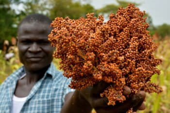 Millet harvest in the Nyando climate-smart villages.