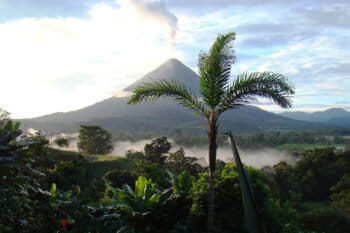 A palm tree stands tall in a forest in Costa Rica.