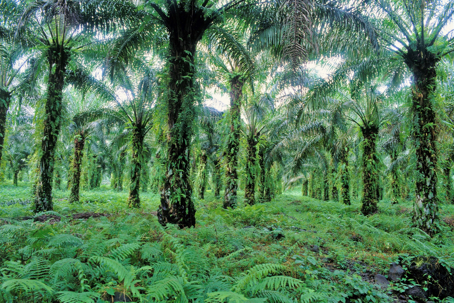 African oil palms.