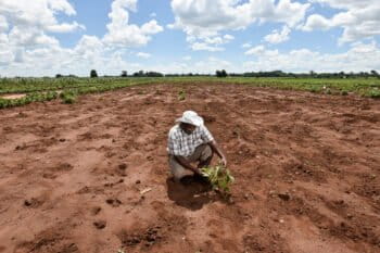 Trials of drought tolerant beans in Malawi.
