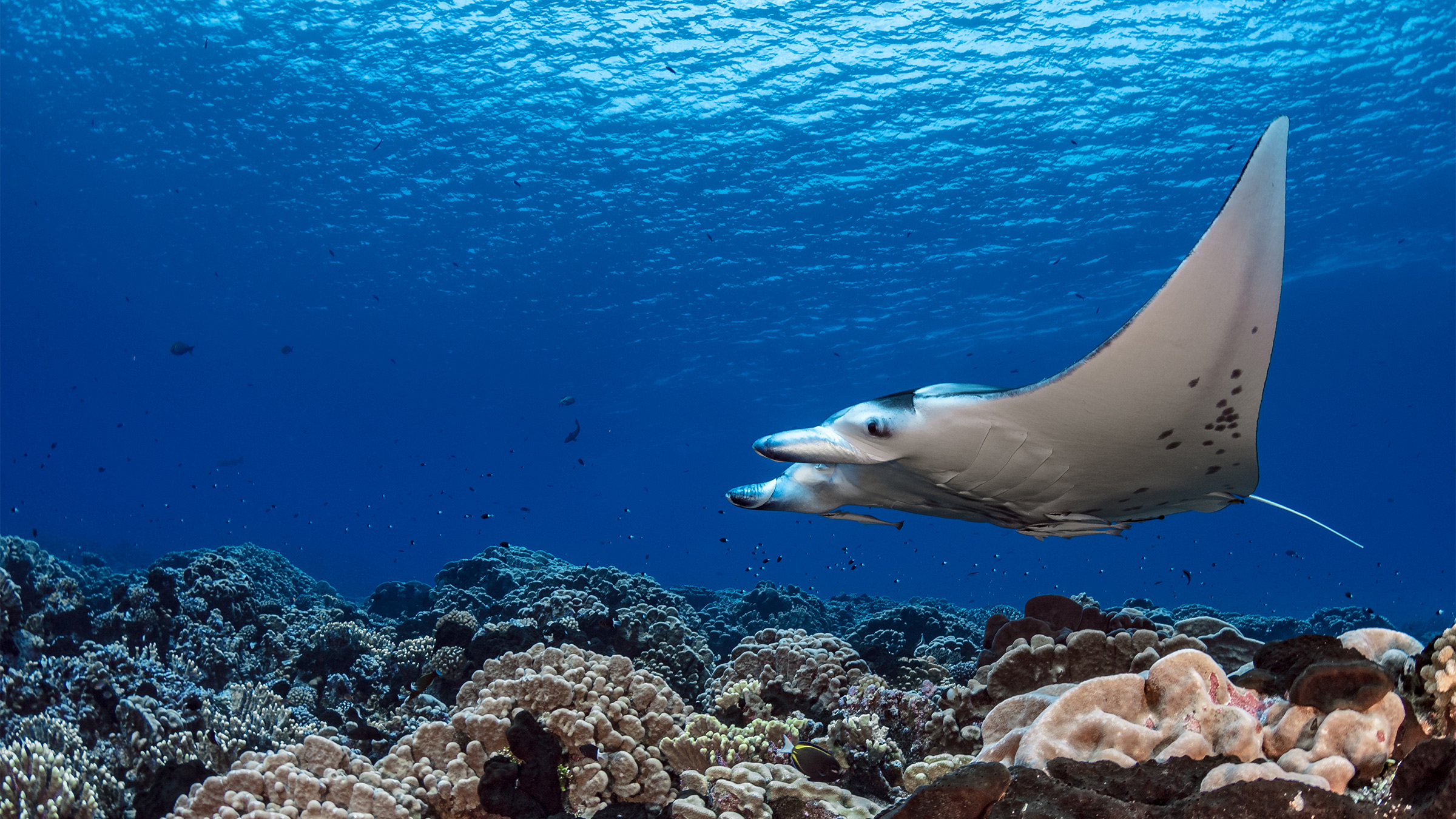 A manta ray over coral reefs.