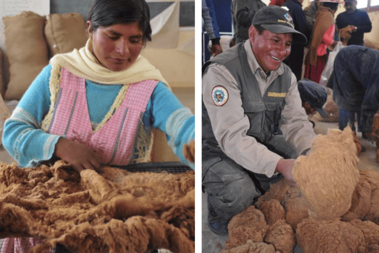 Left: A master grader classifies vicuña fleeces. Image by Daniel Maydana. Right: Community members clean vicuña fleeces. Photo by Daniel Maydana.