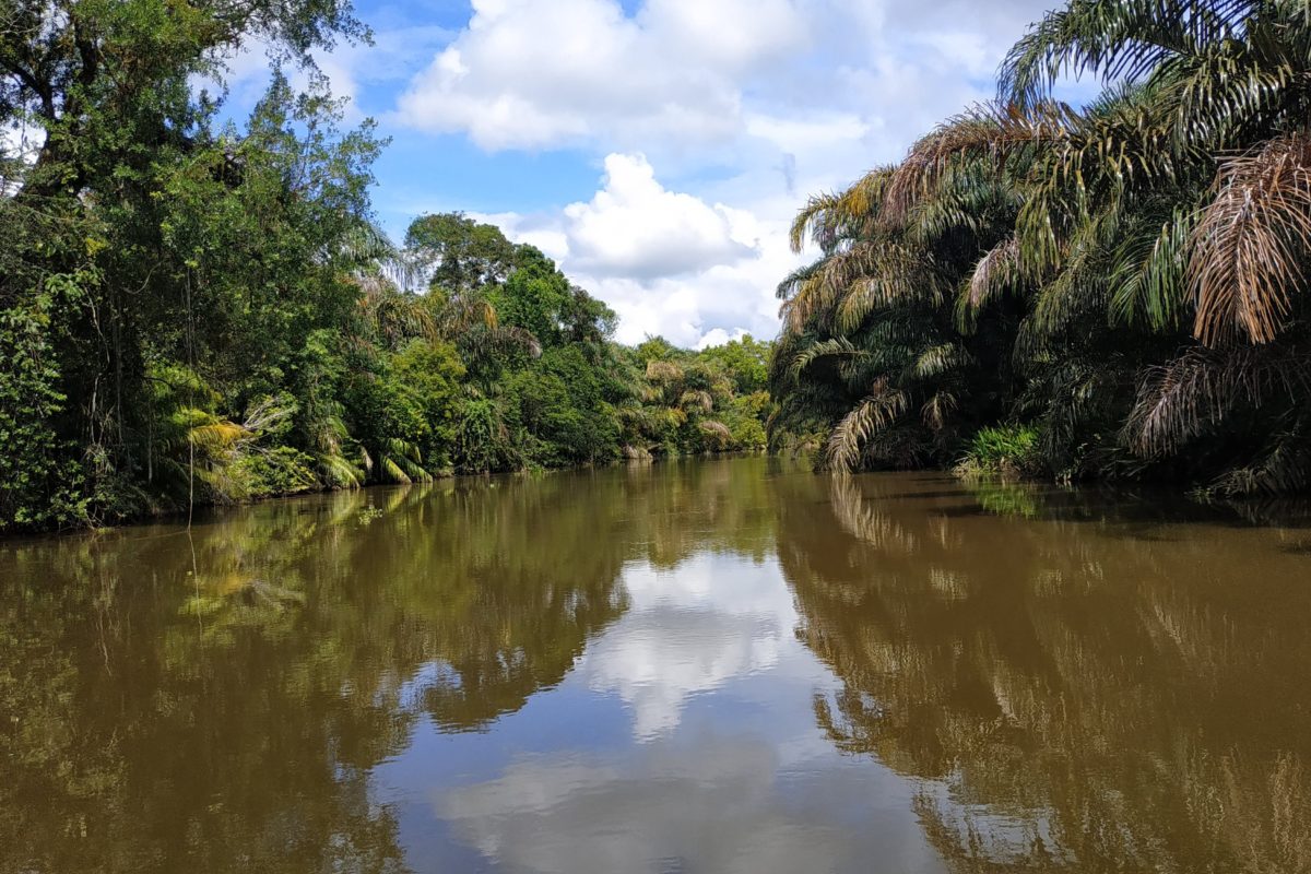 Oil palms can be seen growing next to the Térraba Sierpe wetland.