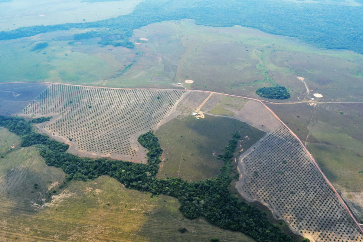 Illegal palm crops surround the Nukak Indigenous reserve.