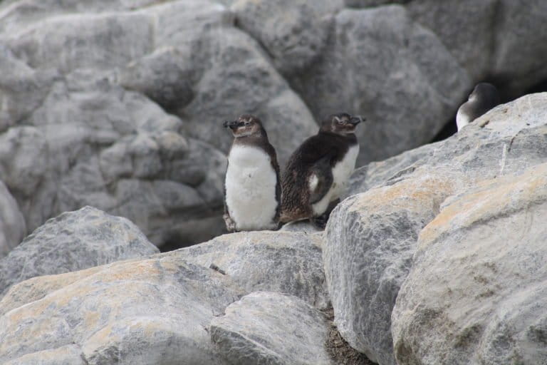 Two juvenile African penguins lounging against grey rocks at the De Hoop Reserve. Image courtesy Christina Hagen/BirdLife