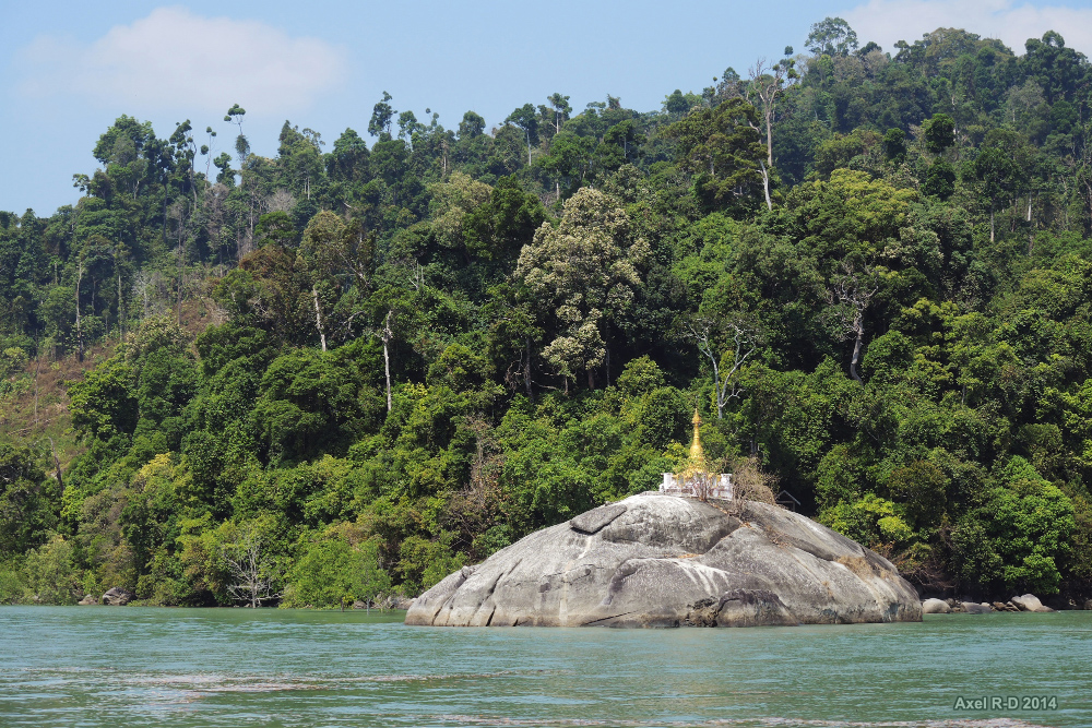 Forest Myanmar