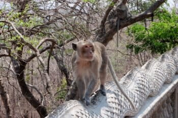 Long-tailed-macaques-in-Kampong-Cham-province,-Cambodia