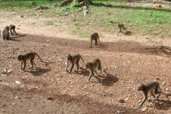 Long-tailed macaques roam free across the Angkor Wat temple complex