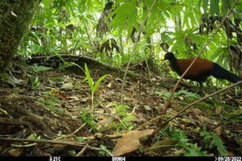 Black-naped Pheasant-Pigeon caught on camera, likely a second individual. Photo: Doka Nason/American Bird Conservancy