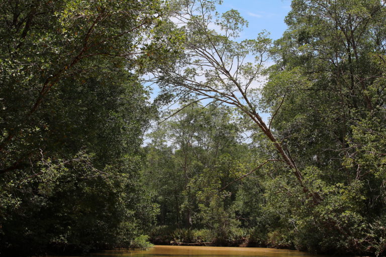 Terraba Sierpe Wetlands, Costa Rica. Image by Rene Leubert via Flickr (CC BY-NC-ND 2.0).