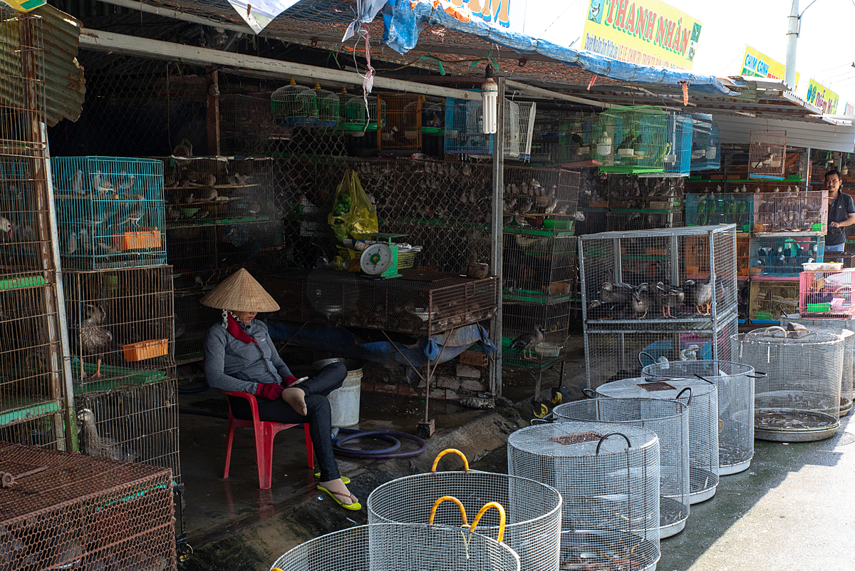 Thanh Hoa bird market, Vietnam